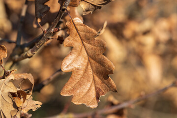 Brown dry leaf on a twig in the setting sun.