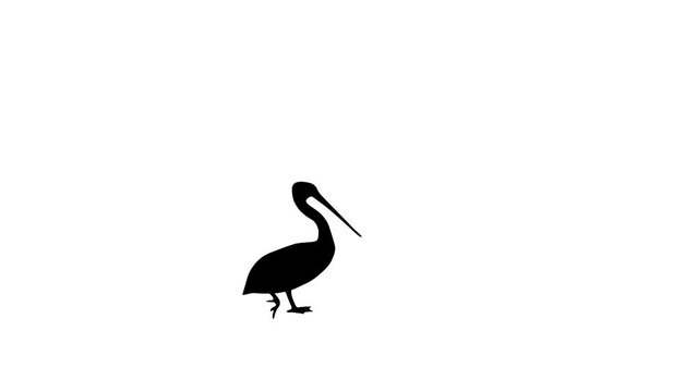 Walking pelican, animation on the white background