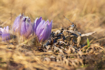 Pasque flowers on spring field. Photo Pulsatilla grandis with nice bokeh.