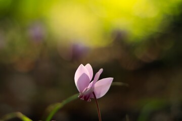 pink spring flowers