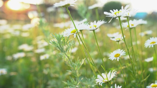 Against the background of wooden houses, a beautiful field, meadow chamomile flowers, a natural landscape. An airy artistic image.A place to copy. High quality 4k footage