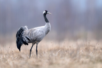 Fototapeta premium Common crane bird ( Grus grus )