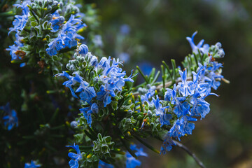 Rosemary in bloom. Selective focus. Copy space.