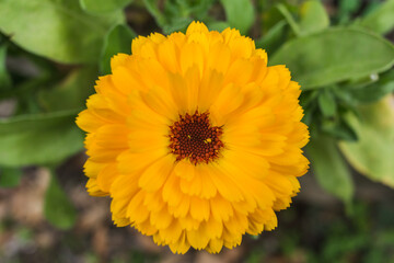 Yellow marigold flower blooming in spring. Selective focus. Copy space.