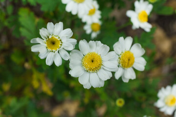 Daisies blooming in spring. Selective focus. Copy space.