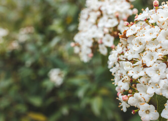 White viburnum tinus flower in bloom in spring. Selective focus. Copy space.