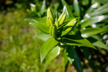 Green spaces for home landscaping. Green leaves. natural live plants