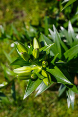 Obraz premium Green spaces for home landscaping. Green leaves. natural live plants