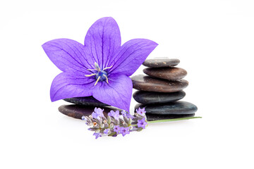 Obraz na płótnie Canvas spa stones, clematis and lavender. Aromatherapy 