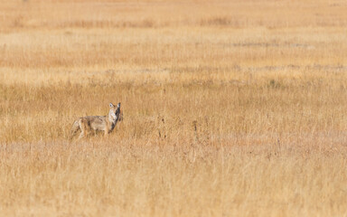 North American Coyote in a Field