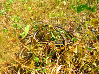 harmless snakes, poisonous snakes such as rattlesnakes, handling of snakes
