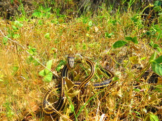 harmless snakes, poisonous snakes such as rattlesnakes, handling of snakes
