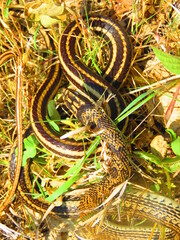 harmless snakes, poisonous snakes such as rattlesnakes, handling of snakes
