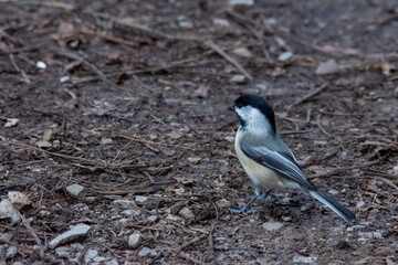 black capped chickadee
