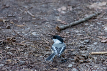 black capped chickadee