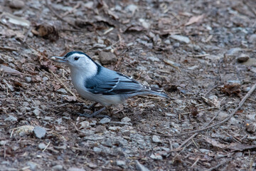 bird on the beach