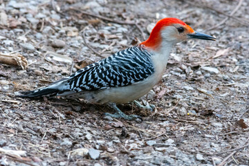red bellied woodpecker