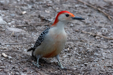 red bellied woodpecker