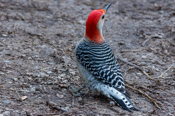 red bellied woodpecker