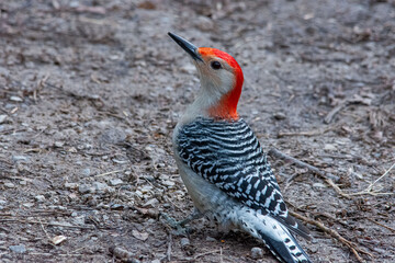 red bellied woodpecker