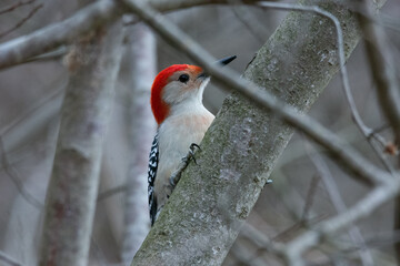 red bellied woodpecker