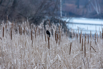 reeds on the bank of the river
