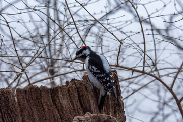 woodpecker on a tree