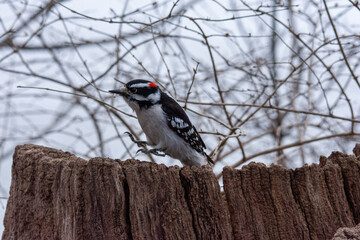 woodpecker on tree
