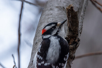 woodpecker on branch