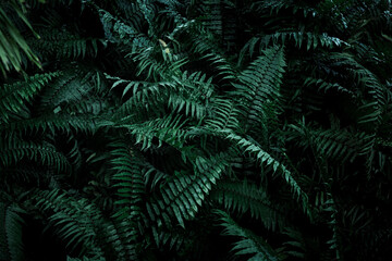 Naklejka na ściany i meble Tropical foliage green dark background