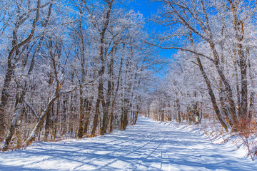 Road covered with snow through the forest