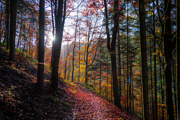 Fototapeta premium Autumn landscape