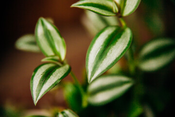 Indoor plants ficus. Background of green flower leaves . The concept of gardening, floristry, plant care.