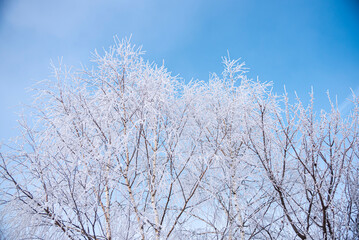 Winter in the park