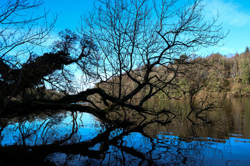 Lake with Fallen Tree on a Bright Winter Early Morning