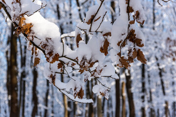 Fresh snow on the trees