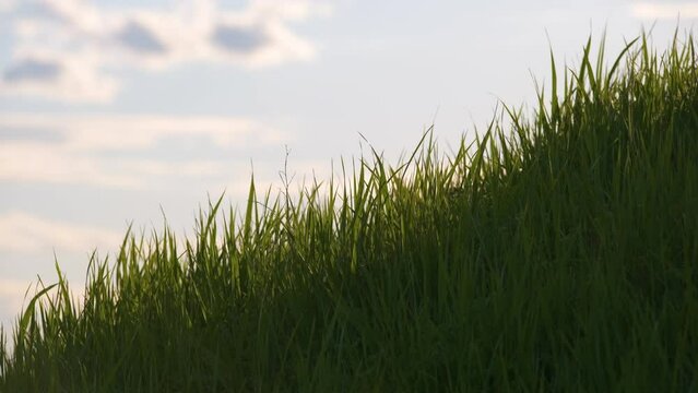 Closeup of green grass with long blades swaying under strong wind growing on lawn in summer