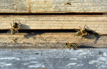 Bienen an einem hölzernen Bienenstock