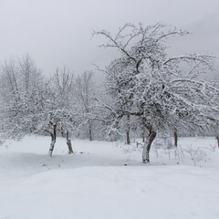 paysage de nature enneigée en hiver