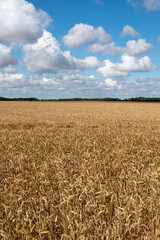 Agrarlandschaft im Frühsommer zwischen Calbe und Wanzleben. Die Getreidefelder sind kurz vor der Ernte.