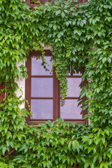 Decorative green tree adorns the old wall with window in the home of Austria, Europe