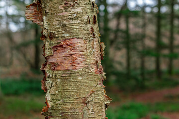 Stem of Erman's birch Betula ermanii.