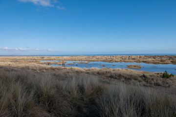 Scenic view of sand dunes and moorland with coastal grass on sunny day with clear blue sky Tentsmuir fores, Fife, coast of Scotland 