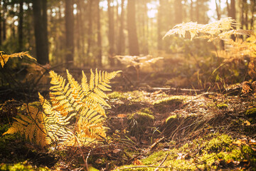 Fairy tale forest landscape with fern leaf lit by sunlight