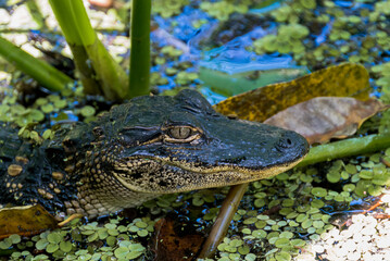 You Alligator Laying In Lilly Pond South Florida Corkscrew Swamp