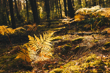 Fairy tale forest landscape with fern leaf lit by sunlight