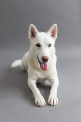 Selective focus vertical portrait of stunning white husky lying down with mouth open against plain grey background