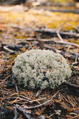 Island blue moss close up photo with selective focus
