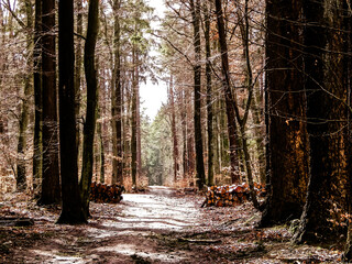 Springtime, forest awakens again after the winter break.