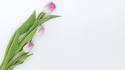 Fototapeta Kwitnące, różowe tulipany na białym tle obraz